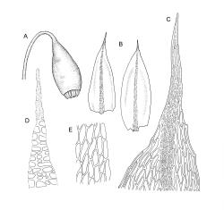Image: R.C. Wagstaff © Landcare Research 2015 